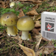 Ejemplares jóvenes de la Amanita phalloides. Wikimedia Commons